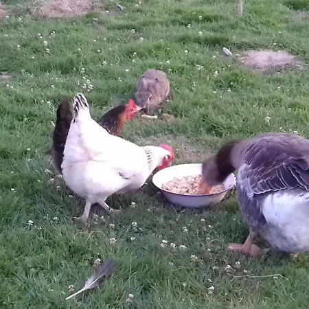 Bed & Breakfast La Parisiere Gavray-sur-Sienne